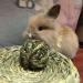 6pc Rabbit Chew Ball Timothy Grass Toys for Small Animals - Ideal for Bunny Rabbits, Hamsters, & Guinea Pigs - Buy Online on SooperMarket.com