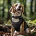 Joytale Reflective Dog Collar for Large Dogs - Black Size L | Adjustable & Durable Perfect for Outdoor Safety (Pack of 1) - Buy Online on SooperMarket.com