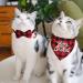 STMK Holiday Cat Bandana Collar with Bell - Festive Christmas, Thanksgiving, Halloween Design for Cats and Kittens - Buy Online on SooperMarket.com