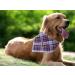 Lionet Paws Dog Bandana | Triangular Headscarf for Small Medium & Large Dogs | Dark Blue | Pack of 1 - Buy Online on SooperMarket.com