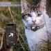 Premium Leather Airtag Cat Collar - Adjustable Reflective GPS Neck Band for All Cat Sizes | Anti-Loss Tracking & Safe Design - Buy Online on SooperMarket.com