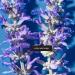 Fieldtrip Into the Blue Stress Less Moisturizer | Indian Wild Indigo | 2 fl oz | International Shipping Available - Buy Online on SooperMarket.com