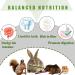 SUPERFA 40 Pcs Timothy Hay Sticks Rabbit Treats Mix Flavors of Rabbit Chew Toys Suitable for Small Animals to Chew A Toy for Rabbits Hamsters Gerbils and Guinea Pigs. 40 Count (1 Pack) - Buy Online on SooperMarket.com