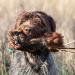 Romneys Pheasant Dummy 500g | Real Plumage & Feather Training Dummy for Hunting Dogs | Floatable Wild Dummy - Buy Online on SooperMarket.com