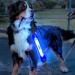 Laroo Safety LED Light Band for Dogs & Cats | Waterproof Easy-Fastening Blue Light for Collars & Dishes | Ideal for Outdoor Sports - Buy Online on SooperMarket.com