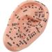 Buy 17cm Ear Acupuncture Point Model - Large Reflexology Learning Display for International Shipping - Buy Online on SooperMarket.com