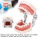 Removable Tooth Model for Dental Education | Simulation Teeth Restoration & Bridge Implants Teaching Aid - Buy Online on SooperMarket.com