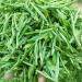 Huoshan Huangya 50g New tea leaves Loose tea Yuqian Yellow Tea high mountain Spring tea - Buy Online on SooperMarket.com
