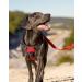 Joytale No Pull Dog Harness Reflective Pet Vest with Front Clip Adjustable Soft Breathable Harnesses with Easy Control Handle for Medium Dogs Training and Walking Red M M (Pack of 1) Red - Buy Online on SooperMarket.com