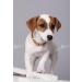 Buy Baltic Amber Dog Necklaces & Collars for Tick Protection - AmberForPets 26cm - Buy Online on SooperMarket.com