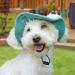 Folpus Outdoor Dog Hat - Breathable Summer Cap for Small to Large Dogs - XS Green Puppy Sun Hat - Buy Online on SooperMarket.com