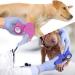 12 Roles Self-Adhesive Bandage | Cohesive Elastic Bandages for First Aid & Pet Care - 5cm x 4.5m | 12PCs - Buy Online on SooperMarket.com