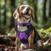 Buy Joytale Reflective Dog Collar for Large Dogs - Purple L (Pack of 1) | International Shipping Available - Buy Online on SooperMarket.com