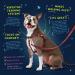 2 Hounds Design Freedom No-Pull Dog Harness for Easy Walking | Adjustable & Gentle Control | Made in USA | Red | Large (Chest 28-32) - Buy Online on SooperMarket.com