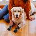 Ranypet Indoor Anti-Slip Socks for Dogs | Soft Adjustable Paw Protection with Traction Control | Ideal for Old Dogs on Hardwood Floors - 3 Pairs M Size Pf tchen Pattern - Buy Online on SooperMarket.com