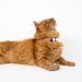Lucybalu Premium Airtag Katzenhalsband | Tear-Resistant Nylon Collar for Cats | Apple Airtag Compatible | Durable Cat Tracker | Anthracite Design - Buy Online on SooperMarket.com