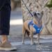 Buy XL Sky Blue Air-Mesh Vest Harness without D-Ring Buckle - Perfect for Pet Comfort & Style - Buy Online on SooperMarket.com