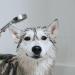 Iv San Bernard Trad Pek Conditioner 250 ml - Nourishing Dog Hair Care for All Breeds | International Shipping Available - Buy Online on SooperMarket.com