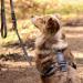 Stuch Dog Harness - Adjustable Padded Nylon for Small Medium & Large Dogs - Beige XS - Buy Online on SooperMarket.com