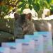 MjAMjAM Premium Snack Box for Cats - Delicious Horse Fillet 40g (Pack of 5) - International Shipping Available - Buy Online on SooperMarket.com