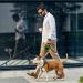 Moyouno 8m Retractable Dog Leash - Automatic High-End Leash for Small Medium & Large Dogs up to 50kg - Durable Green Pet Lead - Buy Online on SooperMarket.com
