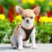 Buy Heele Dog Harness for Small & Medium Dogs - Adjustable Reflective Soft Mesh - Breathable & Comfortable - Perfect for Puppies - 2XS Size - Orange - Buy Online on SooperMarket.com
