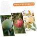ORFOFE 2pcs Shaped Growth Fruit Buddha Baby Shaper Small Watermelon Accessories - Buy Online on SooperMarket.com