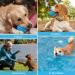 Nobleza Indestructible Dog Ball - 8cm Natural Rubber Squeaky Interactive Toy for Dogs | Robust & Durable - Buy Online on SooperMarket.com