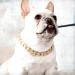 Gold Link Chain Necklace for Small Dogs - 27cm - Lightweight Bling for Chihuahua, Yorkie & Mini Breeds - Cute Pet Jewelry (Gold) - Buy Online on SooperMarket.com