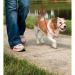 PetSafe Easy Walk Head Collar M Black - Gentle Training Solution for Dogs - Buy Online on SooperMarket.com