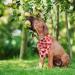 SCIROKKO Hawaii Dog Bandanas 3 Pack - Cute Fruit Print Scarf Bibs for Pets | Summer Pet Accessories for Dogs Cats - Ice Cream Strawberry Watermelon - Buy Online on SooperMarket.com
