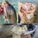 Mat Tiger Jerkbait for Bass Fishing - 85mm Minnow Lure Kit - Suspending Jerk Baits - 1 Pack - Buy Online on SooperMarket.com