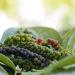 Organic Black Pepper Whole 1kg | Noble Herb - 100% Natural Black Peppercorns - Premium Quality & Additive-Free - Perfect for Mills - Buy Now! - Buy Online on SooperMarket.com