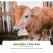 POPETPOP Milk Hood | Calf Weaner Tool & Cow Breastfeeding Equipment - Outdoor Farm Supplies - Buy Online on SooperMarket.com