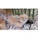 Pillow Wad Meadow Hay 1kg: Premium Quality Hay for Small Animals - Buy Online on SooperMarket.com
