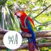 Felenny Bird Dishes & Adjustable Leash - Essential Outdoor Accessories for Scarlet Red Ara Sun Conure & Nymphensittich (Green Small) - Buy Online on SooperMarket.com