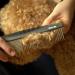 Moki Bear Metal Comb for Dogs - Dual-Sided Rounded Pins for Matting & Knot Removal - Ideal Grooming Tool - Buy Online on SooperMarket.com