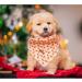 Buy Lionheart Glory Dog Haller - Washable Christmas Bib & Adjustable Kerchief for Small Dogs | Pink Gingerbread Man Design - Buy Online on SooperMarket.com