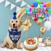 Dog Birthday Hat & Bandana Set - 3pcs Blue Dog Party Accessories for Boys & Girls - Perfect for Puppies & Cats - Buy Online on SooperMarket.com