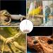 Reptile Hammock Swing Bed Cute Lizard Bearded Dragon Reptile Hanging Hammock Reptile Woven Cotton Summer Hammock Swing Bed for Reptiles Hamsters Parrots Sleeping Resting - Buy Online on SooperMarket.com