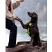 Joytale Reflective Dog Harness for Small Dogs - Adjustable Soft Padded Breathable with Control Handle - Green (1 Pack) - Buy Online on SooperMarket.com