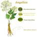 Angelica Root Essential Oil (100% Pure & Natural - Undiluted) - Perfect for Aromatherapy Relaxation Skin Therapy & More!15ml(0.49oz) - Buy Online on SooperMarket.com