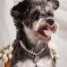 Rayminsino Adjustable Pet Collar with Pearl & Gemstone Diamond Necklace - Stylish Accessories for Cats & Dogs - Buy Online on SooperMarket.com