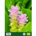 Buy Biojoy ORGANIC Turmeric Powder 250g - Premium Ground Curcuma Longa for Health & Wellness - Buy Online on SooperMarket.com
