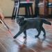 Toozey Cat Toys LED Light Pointer Interactive Chase Cat Dog Toys Cat Interactive Toys Wand 7 in 1 Function Cat Chaser Toys USB Rechargeable Bonus Two little mice toys - Buy Online on SooperMarket.com