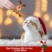 Festive Christmas Catnip Toys for Cats - Bite Resistant & Catnip Filled Teething Toy - Buy Online on SooperMarket.com