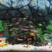 Buy Ctpeng Aquarium Cave Decoration for Betta & Cichlids - Slate Scape Ornament (23cm x 10.5cm x 7.2cm) | International Shipping Available - Buy Online on SooperMarket.com