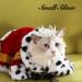Lovelyshop Royal Tiger Crouncey Diamond Pearls - X Small Silver Crown for Dogs & Cats | Stylish Hair Accessories - Buy Online on SooperMarket.com