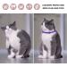 2 Pack Cat Flea Collar | 8 Months Protection | Repels Fleas & Ticks | Safe & Effective Prevention - Buy Online on SooperMarket.com