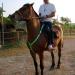 Kenyaw LED Horse Harness | Robust Chest Strap for Comfort & Safety | Best Visibility for Riding - Buy Online on SooperMarket.com